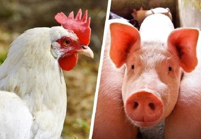 Custos de frango e suíno sobem em agosto, aponta Embrapa