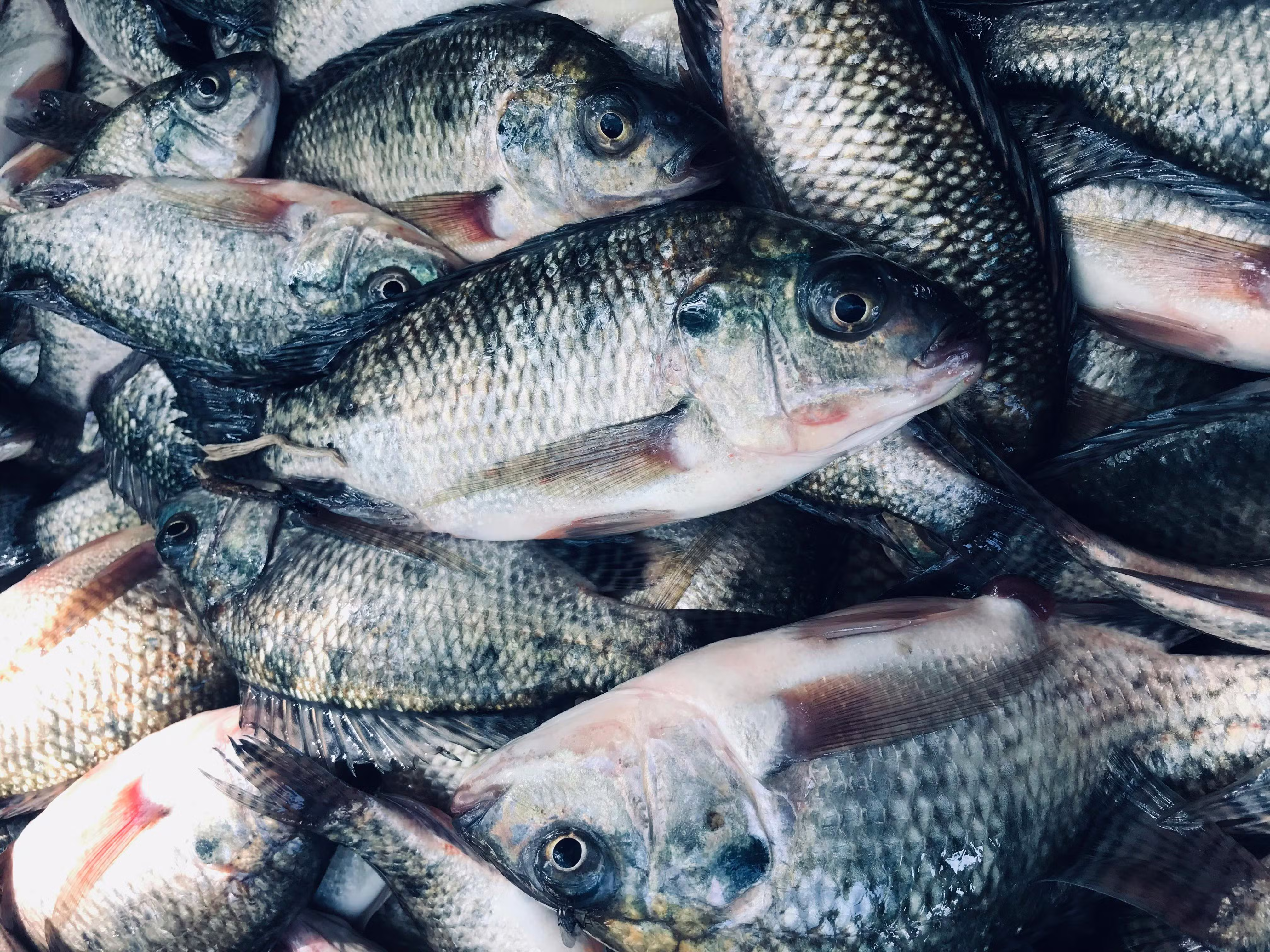 Piscicultores pedem limite para importação de tilápia do Vietnã