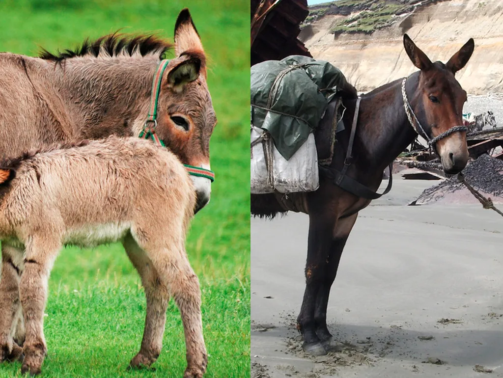 Jumento, jegue, asno, mula e burro: entenda as diferenças