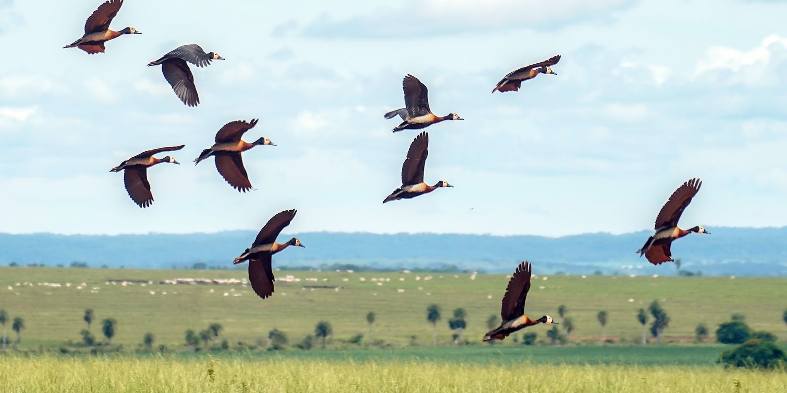 Estudo calcula déficit anual de US$ 1,317 trilhão para a biodiversidade