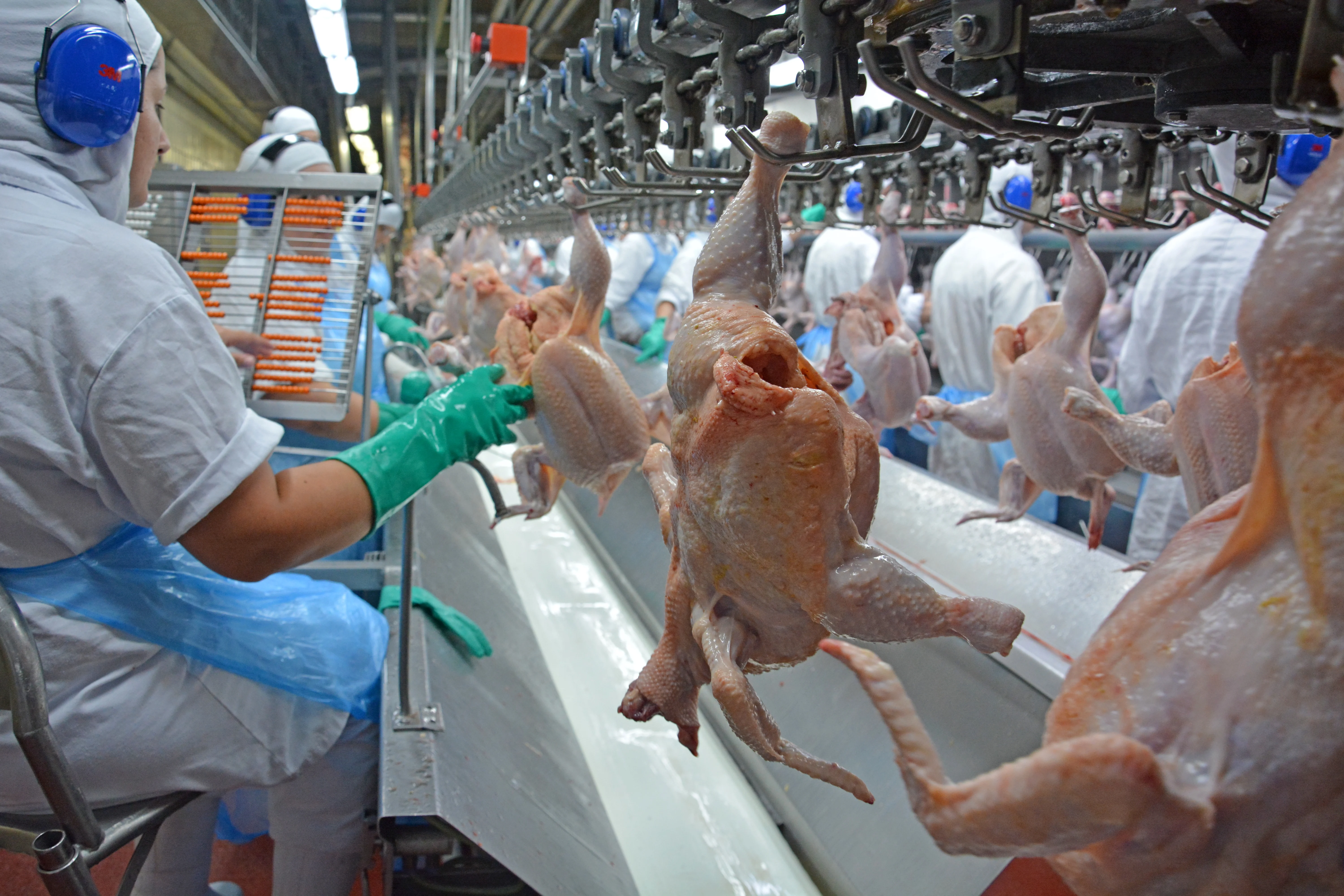 Preço do frango vivo dispara e produção de ovos bate recorde