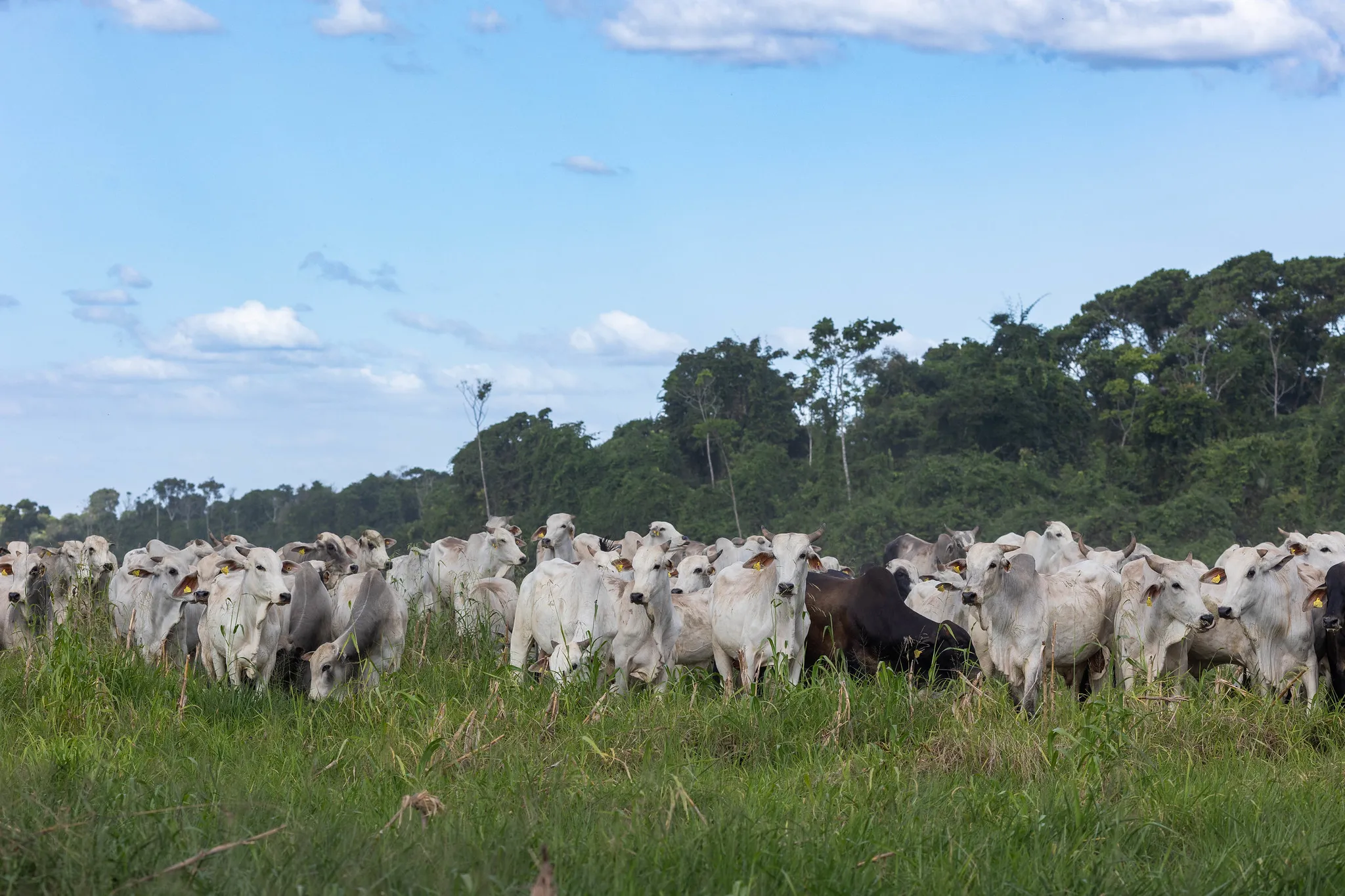 Estudo inclui Tocantins e propõe integrar dados da pecuária