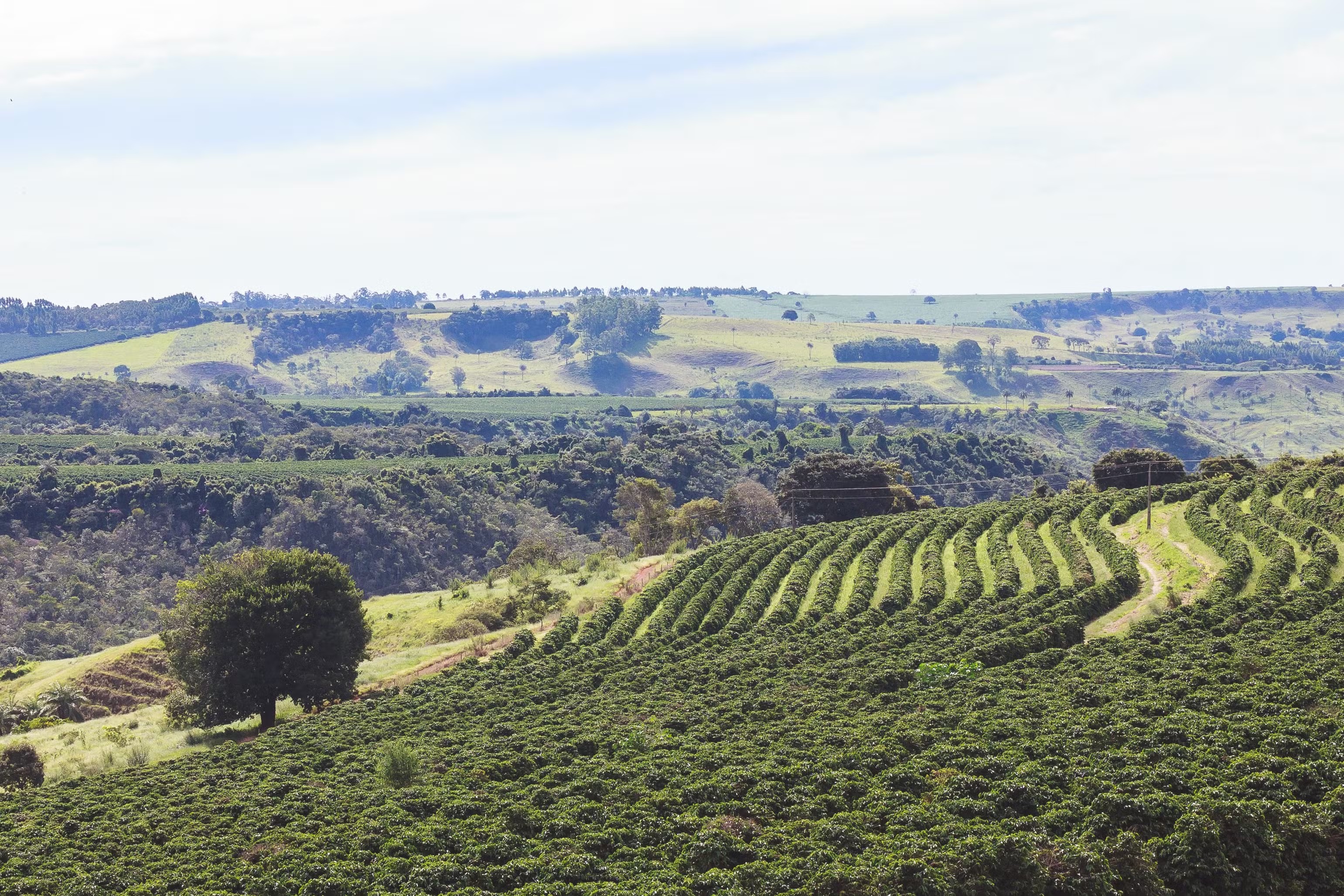 Café cai 2,36% em Nova York com previsão de chuvas