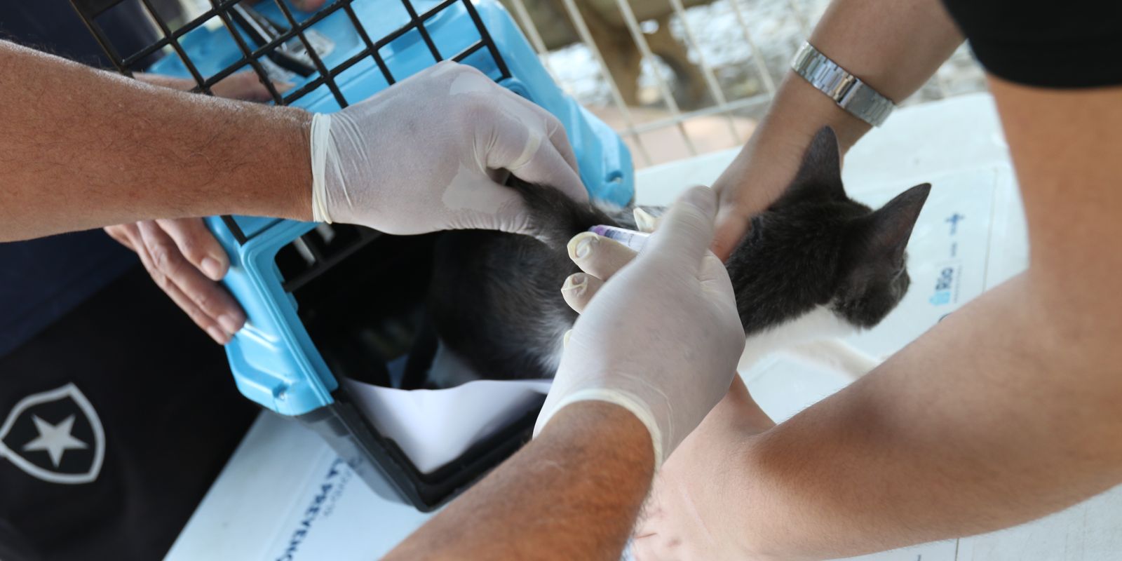 Rio confirma raiva em cão que teve contato com morcego