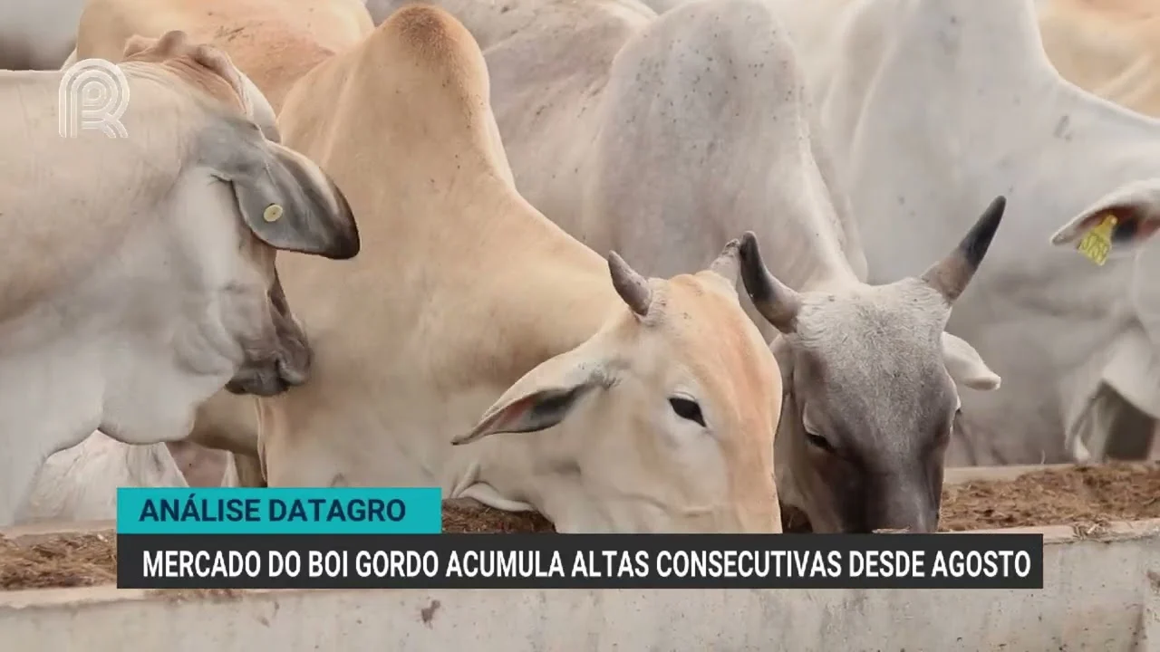 Oferta restrita sustenta alta do boi gordo, aponta Canal Rural