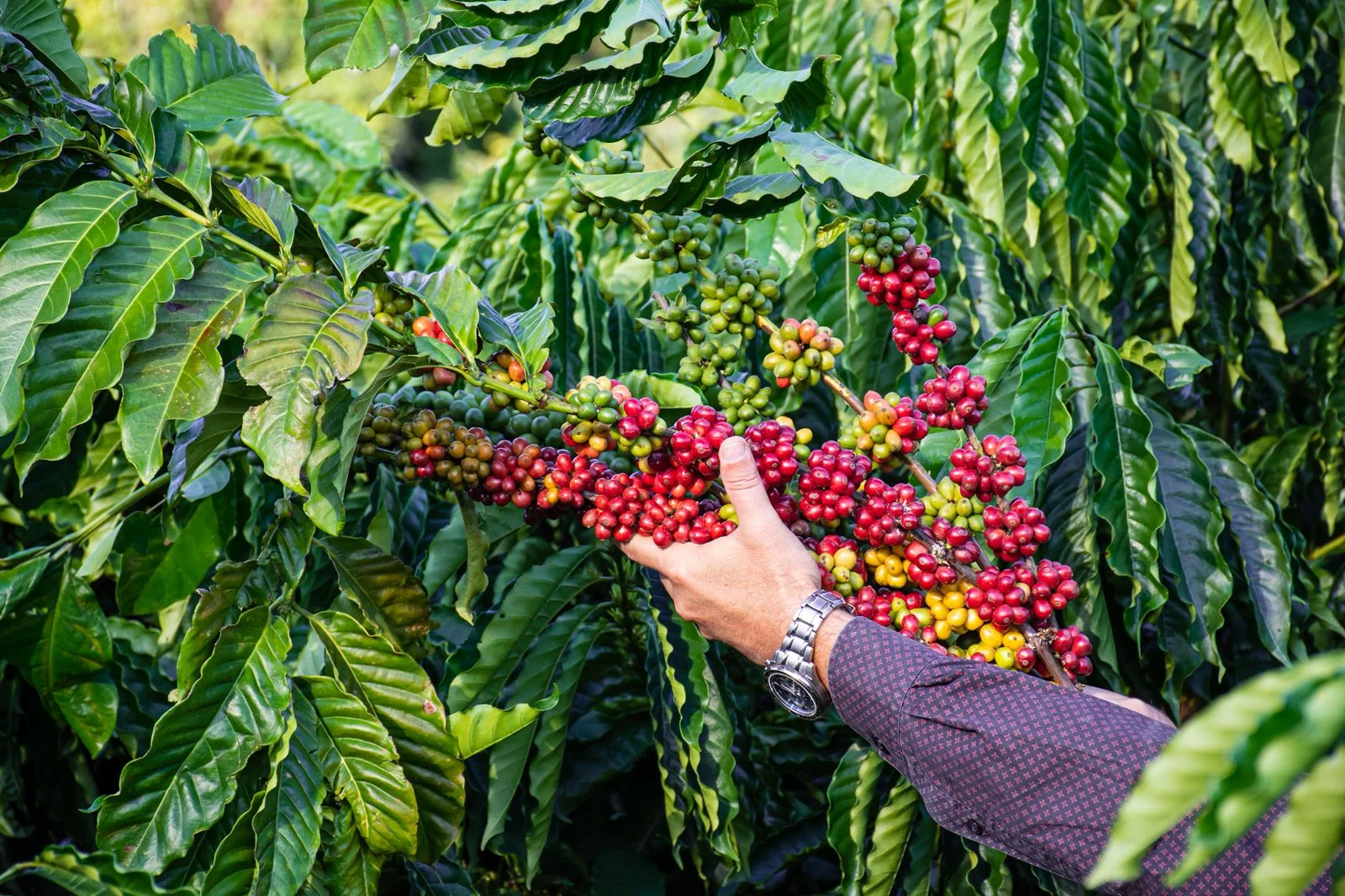 El Niño ameaça florada do café e preocupa a safra 2027/28