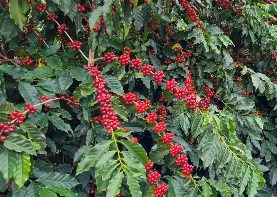 Conab estima safra recorde de café, mas mercado reage pouco